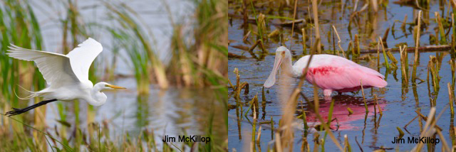 Jim McKillop - 1