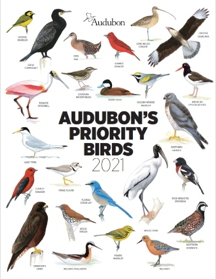 Explore Audubon's 2021 Priority Birds Report