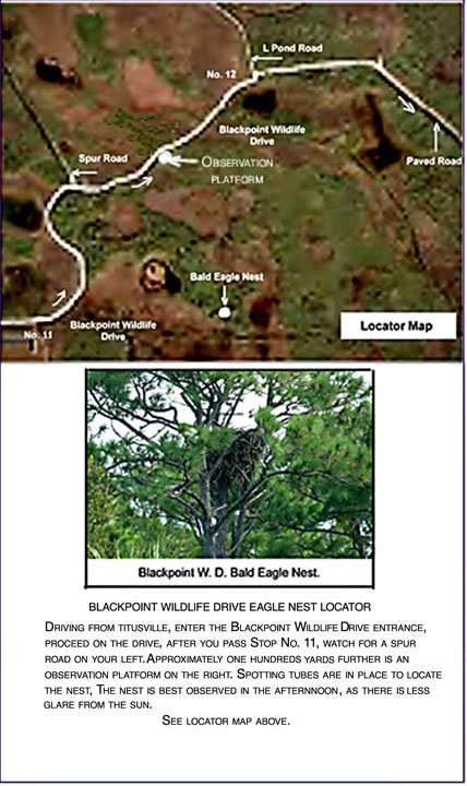 Black Point Drive Bald Eagle Nest location