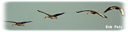 Black-bellied Whistling Ducks