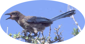 Space Coast Florida Scrub-Jay juvenile
