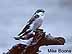 Mangrove Swallow