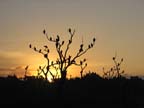 Vultures at sunrise in Orlando Wetlands