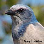 Florida Scrub-Jay Lookout