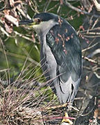 Black crowned night heron