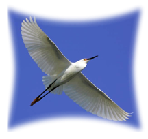 Space Coast bird in flight.