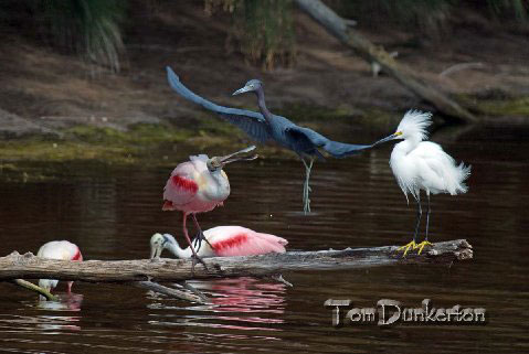 The Red, White, and Blue of birding.