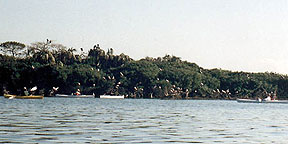 Mullethead (Rookery) Island